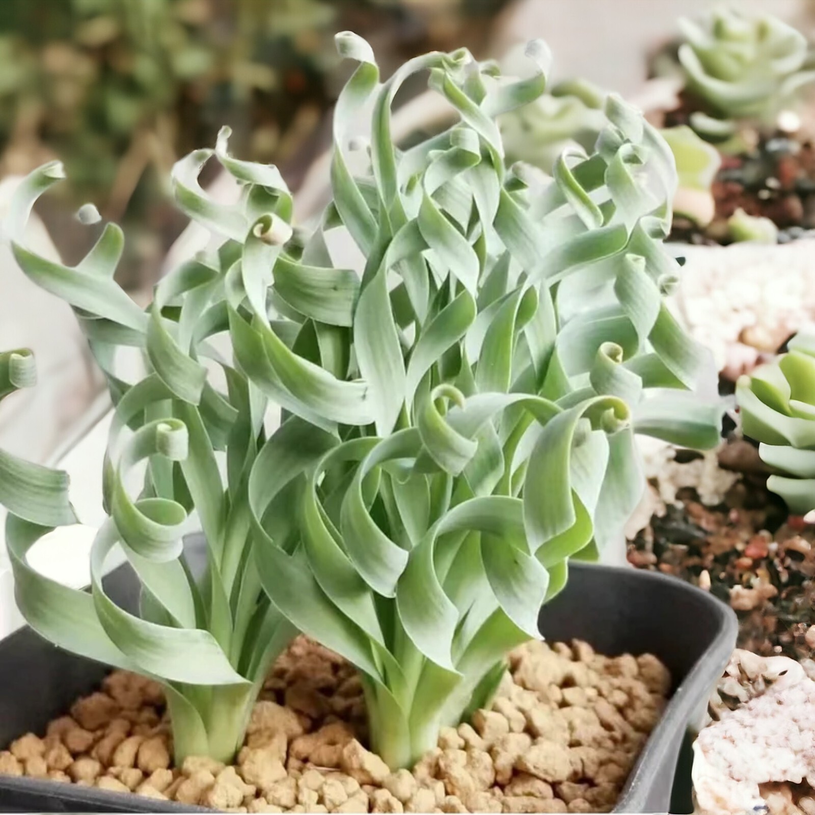 Transform Your Garden with 100PCS/Bag Spiral Grass Seeds – Green Succulents