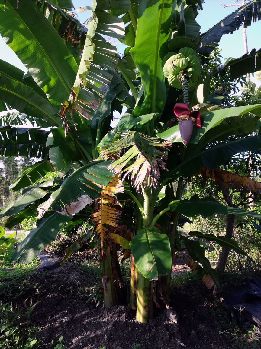 Praying Buddha Hands Banana Live Tree Musa Plant Pup Baby Bananas Hand Plants