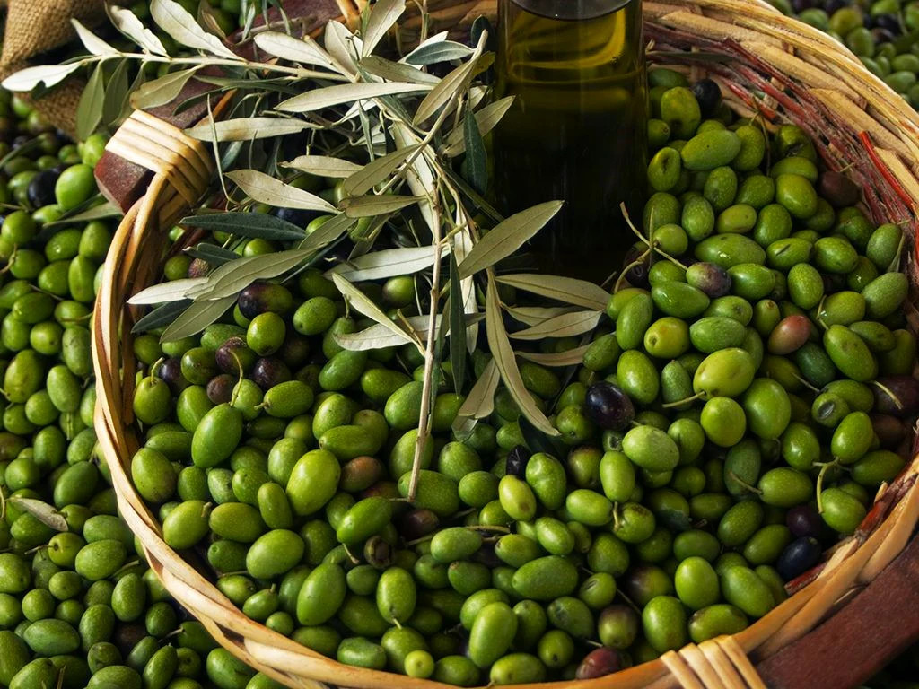 Canino Olive Tree Seeds | Italian Virgin Oil Perennial Seed 2024 Fast Shipping