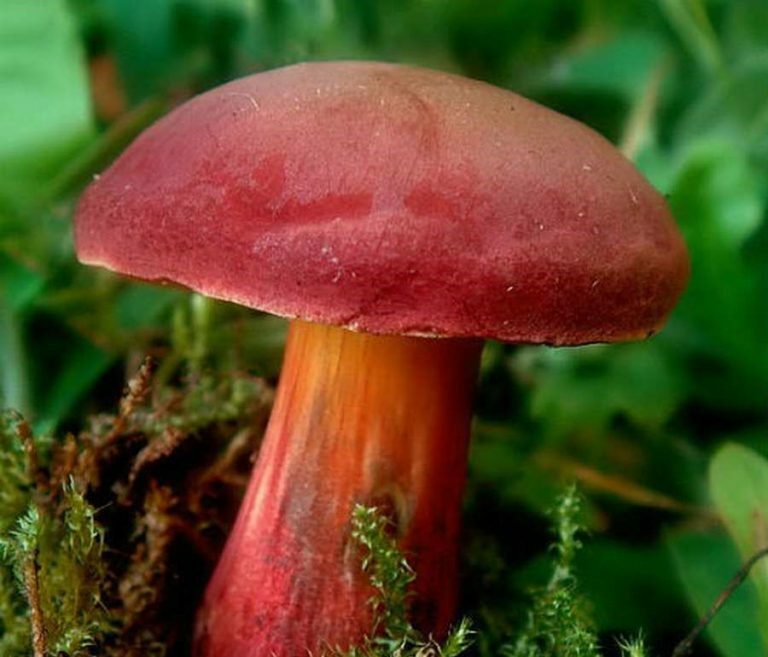 Seeds Mushroom Boletus Red (Xerocomus rubellus) Mycelium Spawn Spores Organic