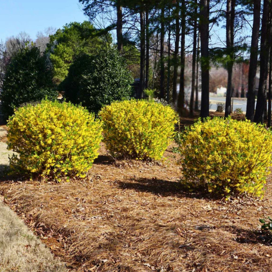 Live Lynwood Gold Forsythia Plant, 4″ Pot, Bright Yellow Spring Flowering Shrub
