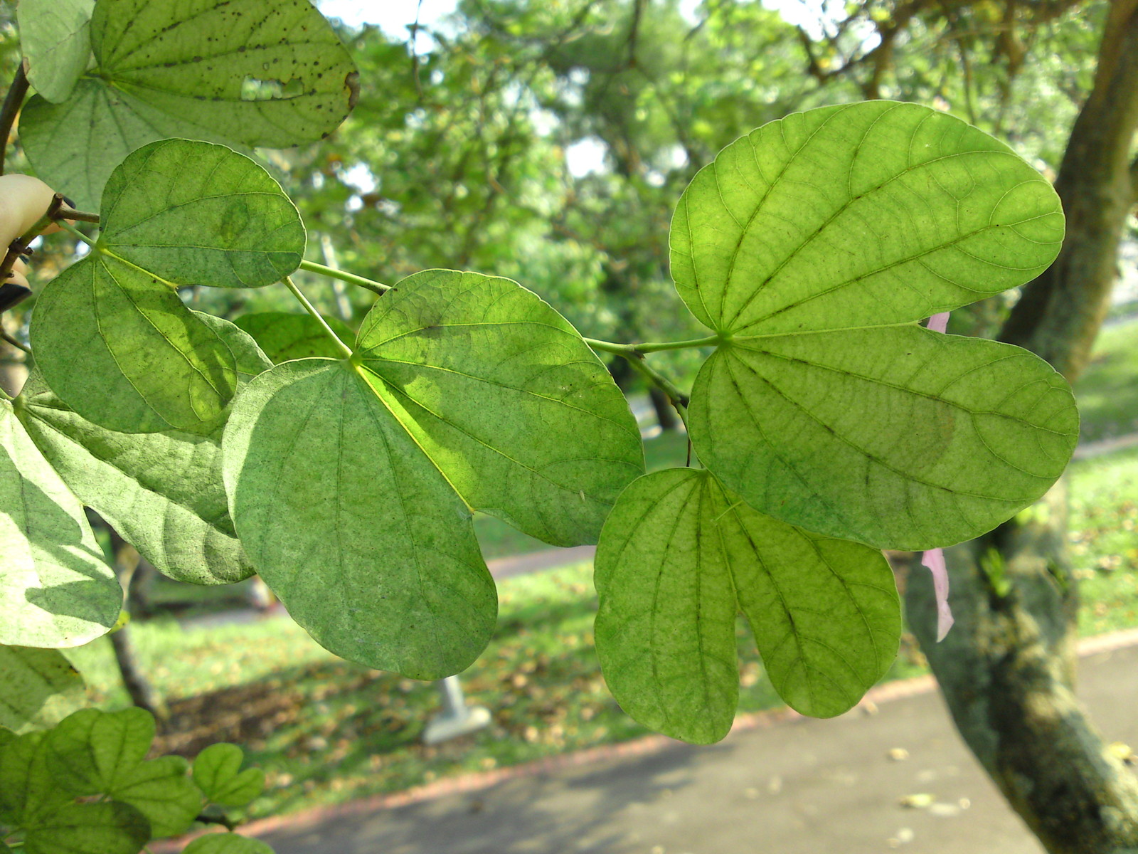 Purple Orchid Tree, Bauhinia Purpurea, Tree Seeds