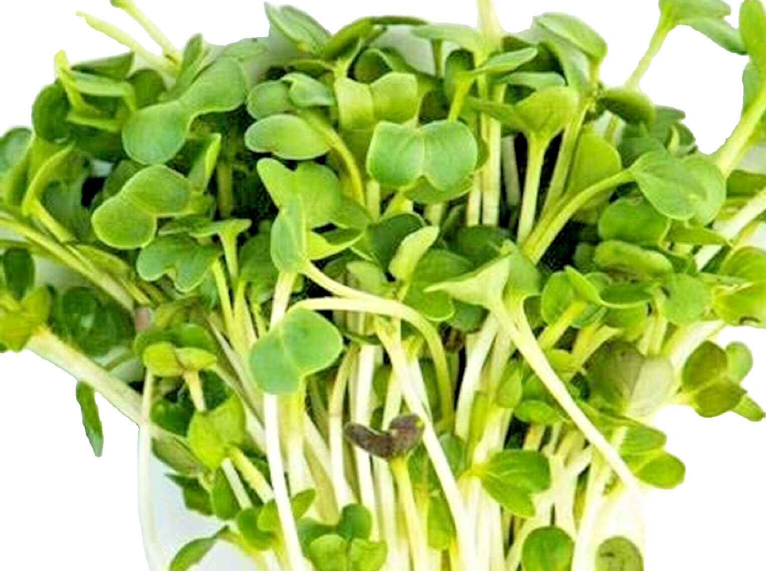 Minowase Daikon Radish Microgreen Seeds 100+ Seeds NON-GMO BUY 4 GET FREE SHIP