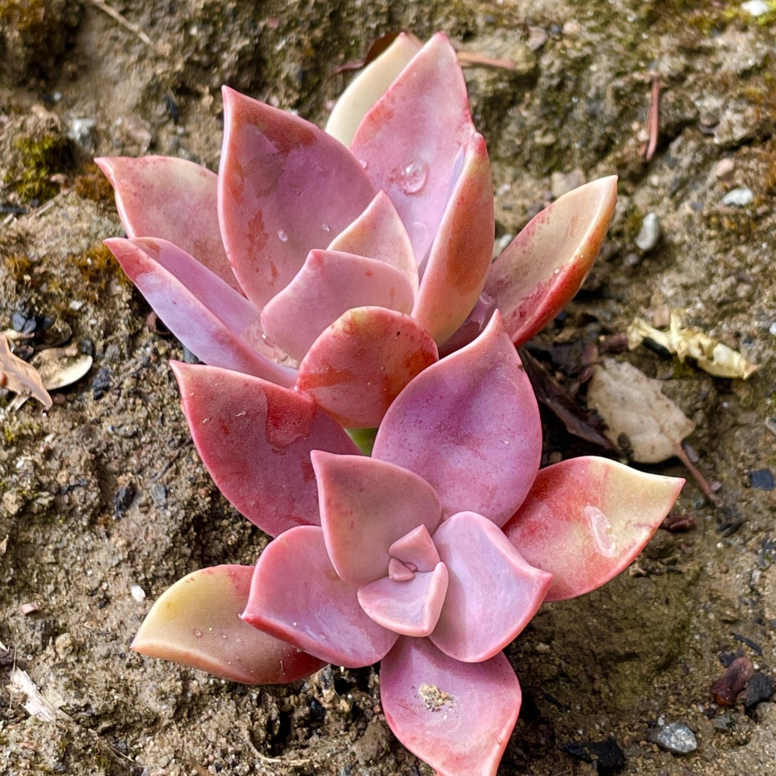 Graptoveria Dusty Rare Succulent Fully Rooted 1-Head Plant Easy Care 1-2 Inch
