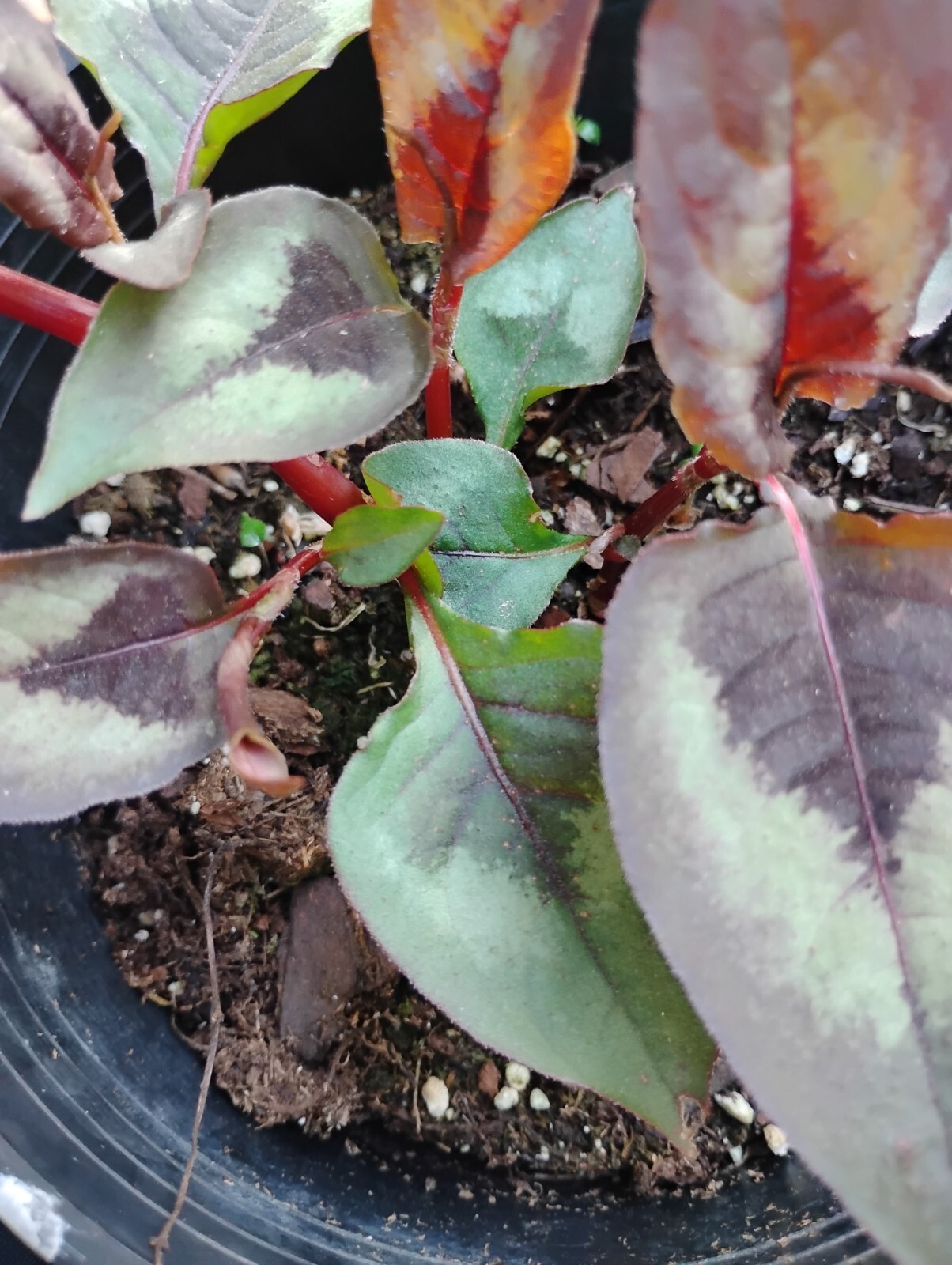 SET 2 UNIQUE. EVER-CHANGING COLORS! RED DRAGON PER. PRETTY EASIEST GROWER