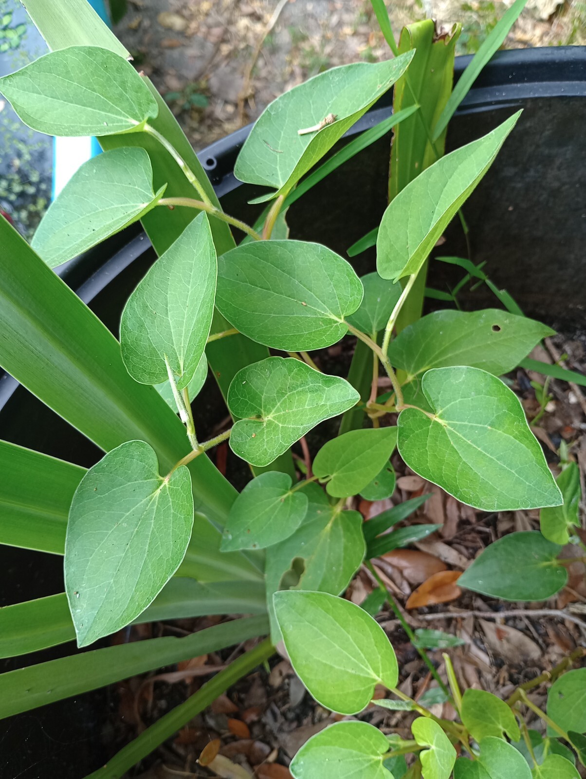 3 Lizard Tail Plants (Saururus cernuus) Marginal Aquatic Pond Plants