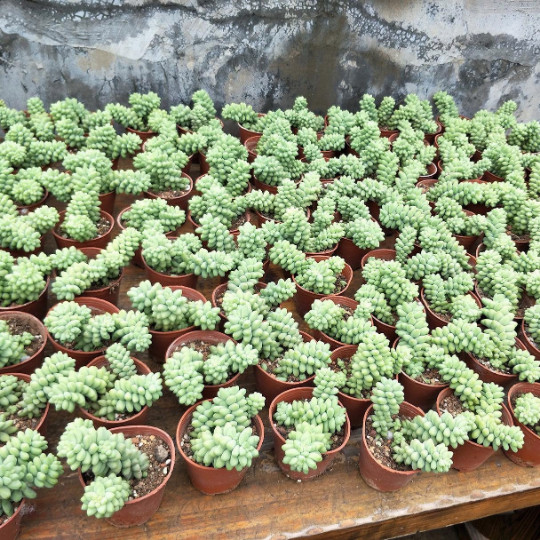 4 Packs Burro’s Tail Sedum Morganianum Donkey’s Tail Rooted in 2 inch Planters