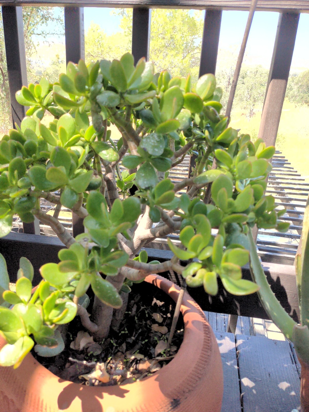 Jade Plant Cutting (4-6 Inches)