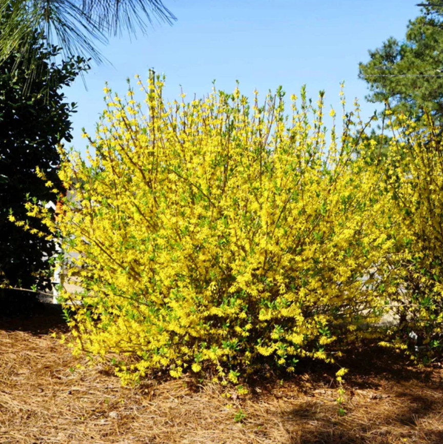 Live Lynwood Gold Forsythia Plant, 4″ Pot, Bright Yellow Spring Flowering Shrub