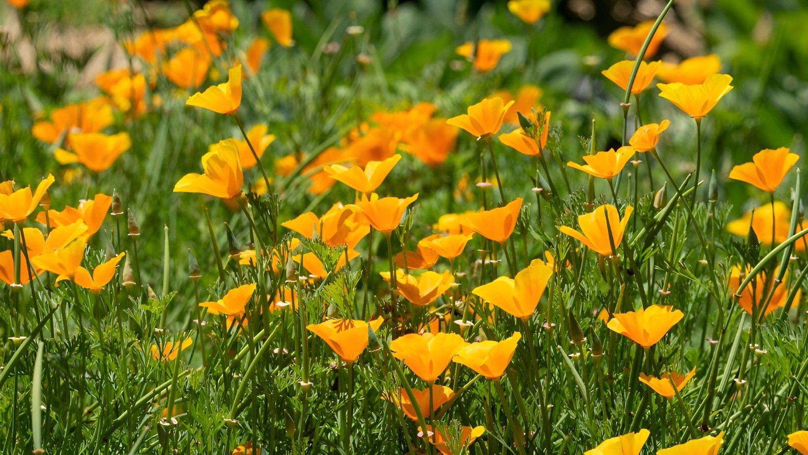 1000 California Poppy Seeds Eschscholzia californica Stunning Orange Wildflower