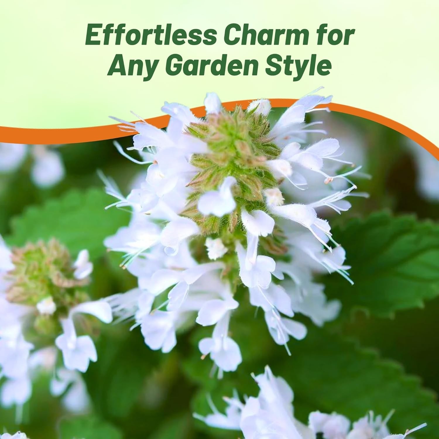 10000 Seeds Common Catmint Nepeta Cataria White Flowering Drought Resistant Herb