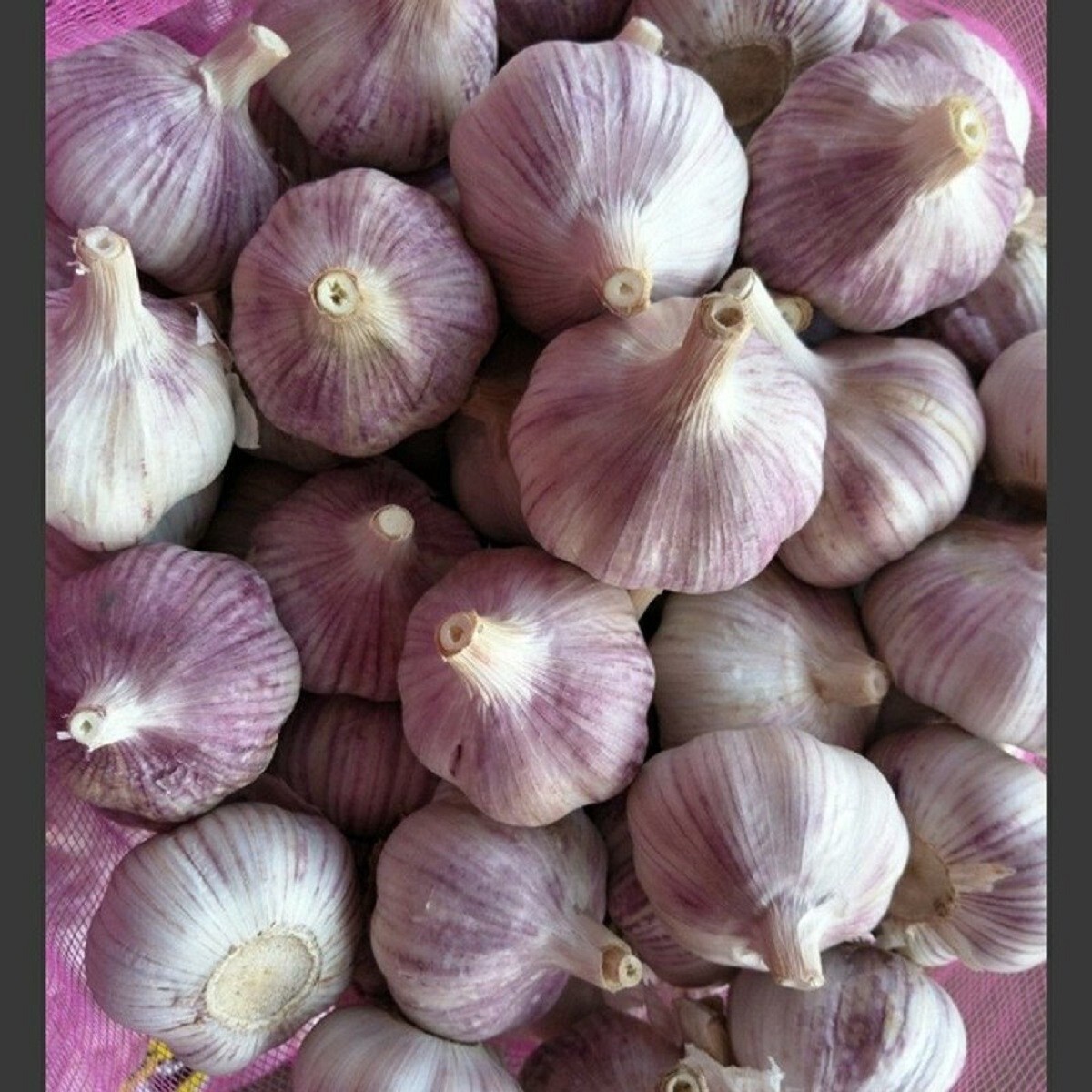 Garlic Bulbs, Purple Early Italian Whole Garlic Bulbs,for eating and/or planting