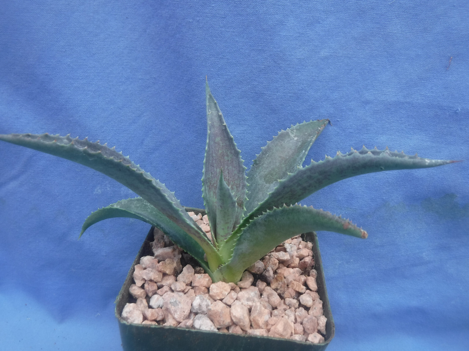 Silver Fox Mangave STARTER Plant Agave & Manfreda Hybrid Silver When Mature 4″+!