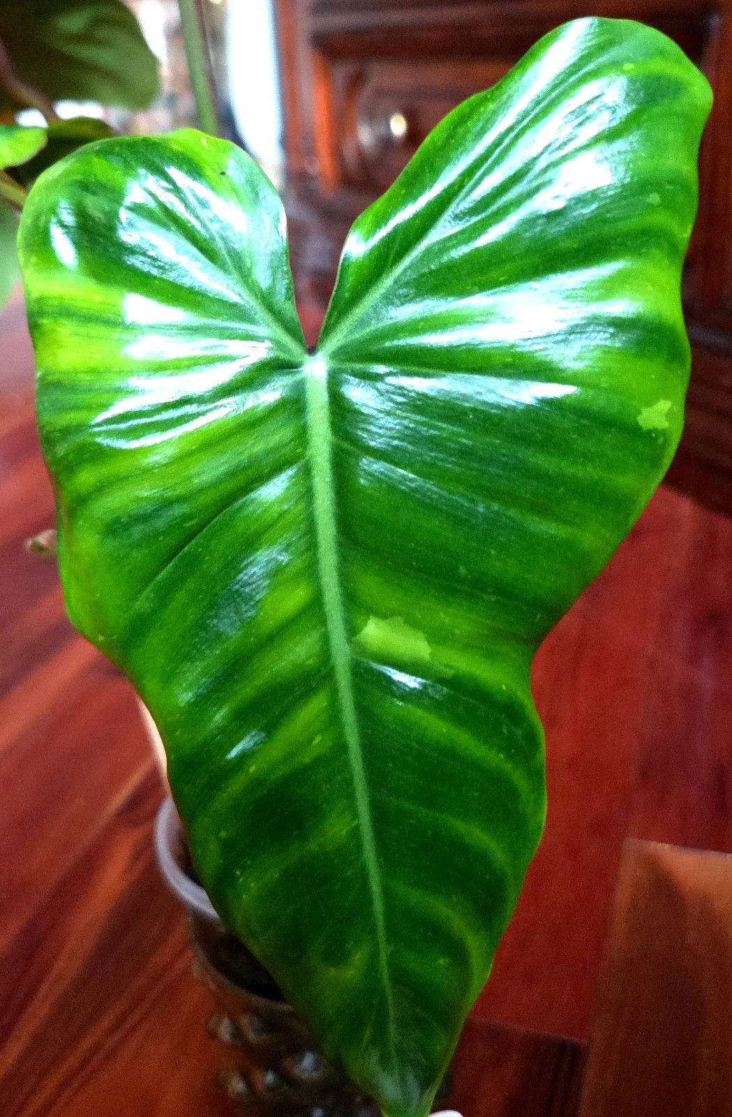 Rare Philodendron Minty GOG Florida Beauty X Radiatum 22″ Tall Not Monstera