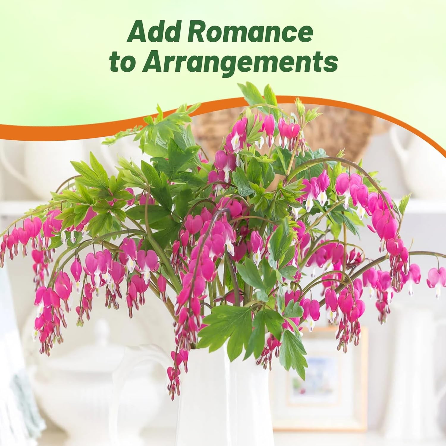 100 Seeds Dicentra Seeds – Fringed Bleeding Heart – Dicentra Eximia Flower Seeds