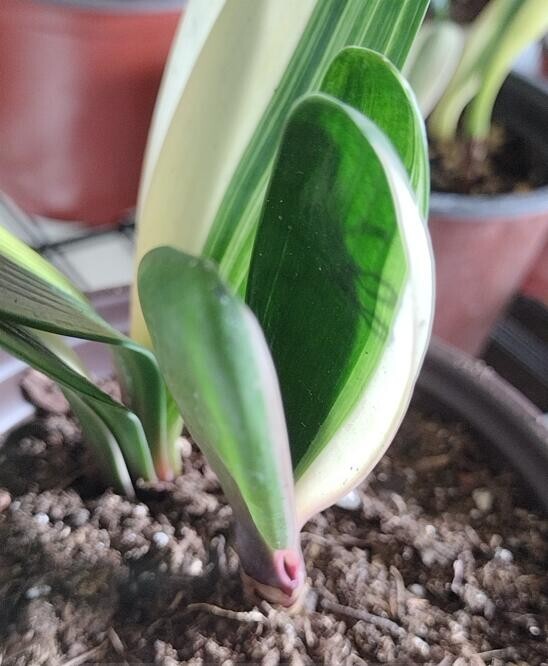 Top Variegated Clivia 鸳鸯 Mandarin ducks & FuLun福伦 High end varieties with pot