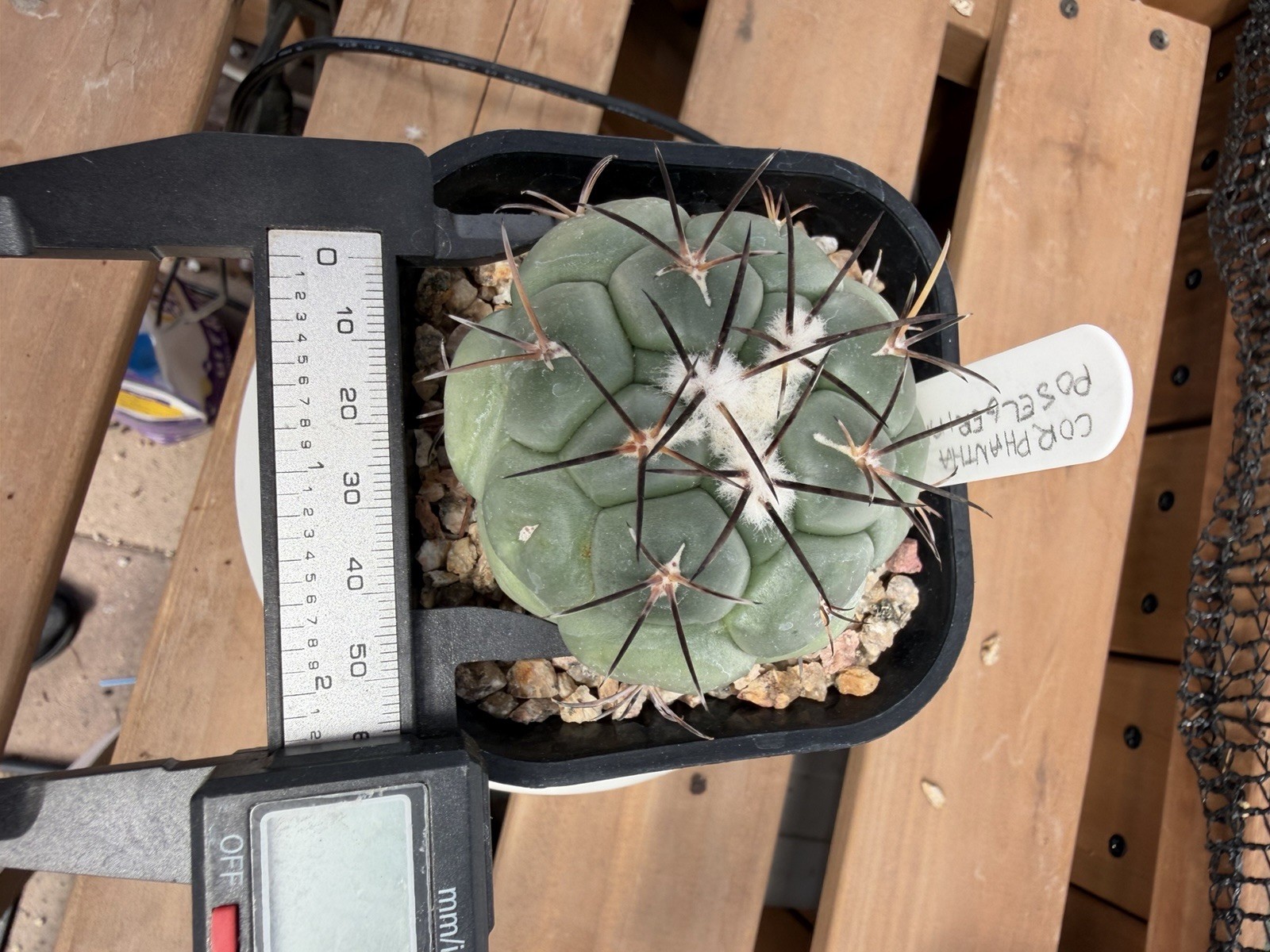 Coryphantha poselgeriana