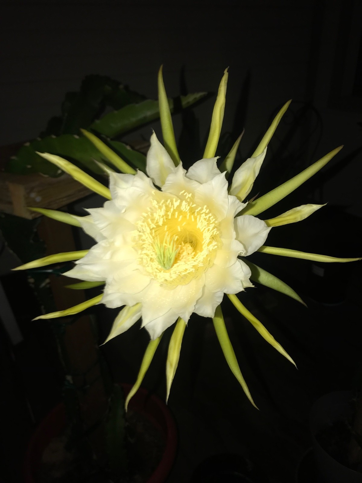 5 ct Dragon Fruit Cuttings 8-12 inches, Guaranteed Red Fruits, FREE Training