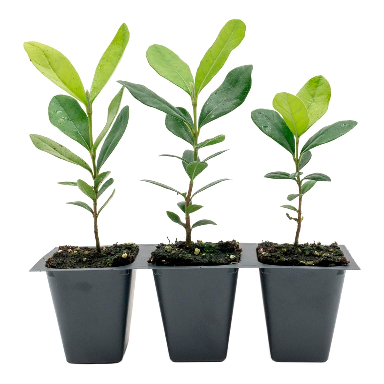 Pineapple Guava (Feijoa) Trees in 2.5-inch Nursery Cubes | Feijoa Sellowiana