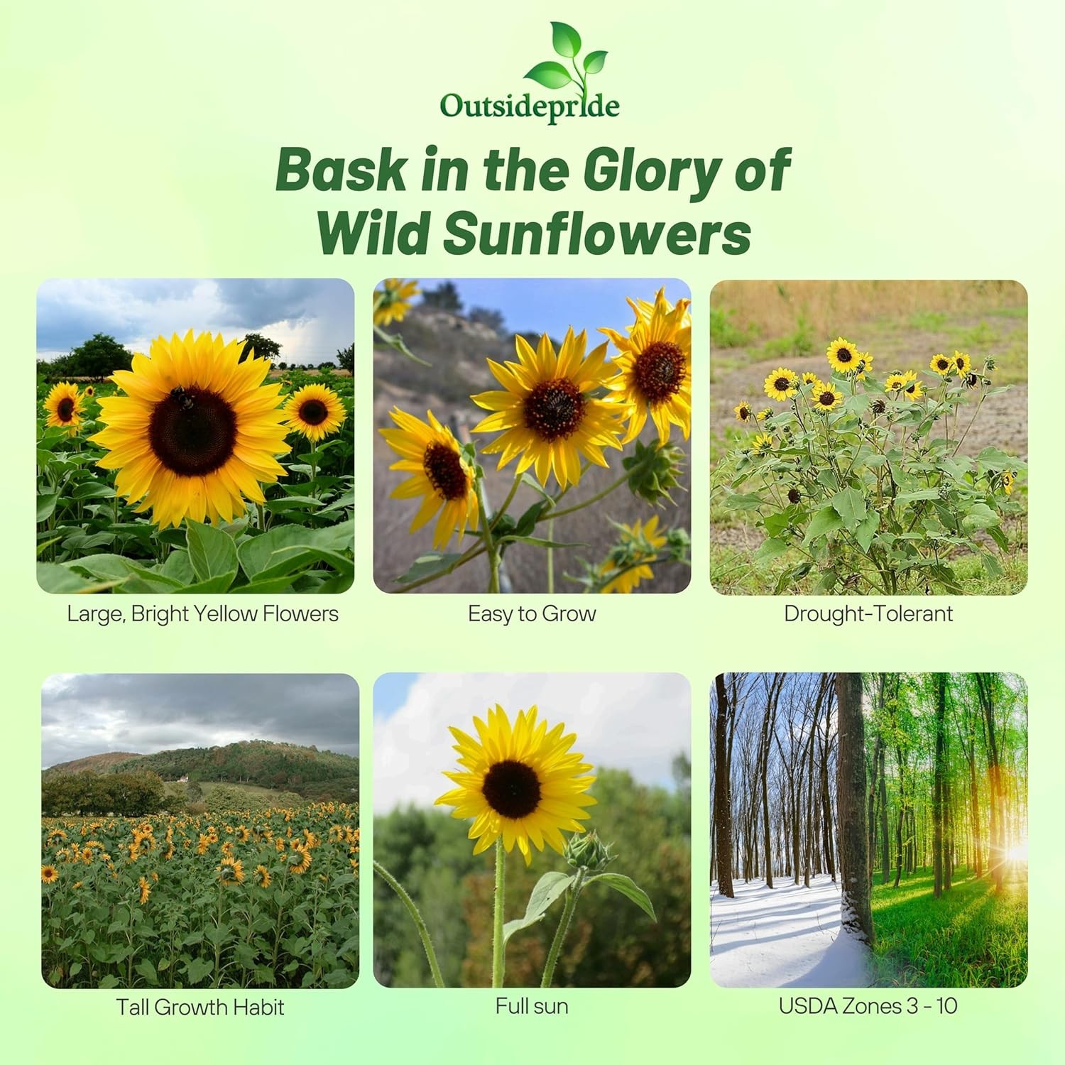 1000 Seeds Wild Sunflower Seed For Planting Outdoors – Helianthus Annuus