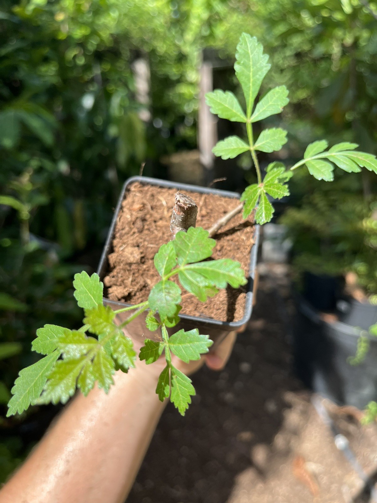 Palo Santo Bursera graveolens Mexican Green Variety Holy Wood Incense Live Plant