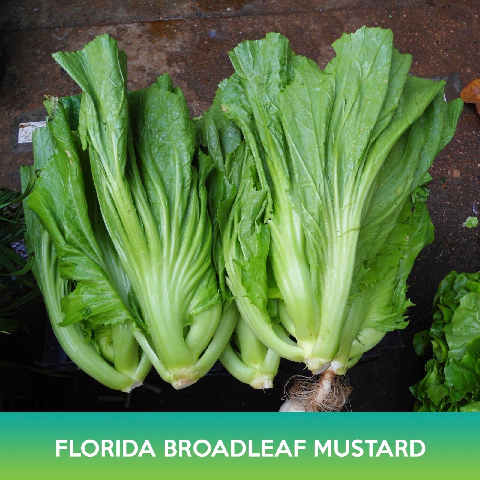 Florida Broadleaf Mustard Seeds, Brassica juncea