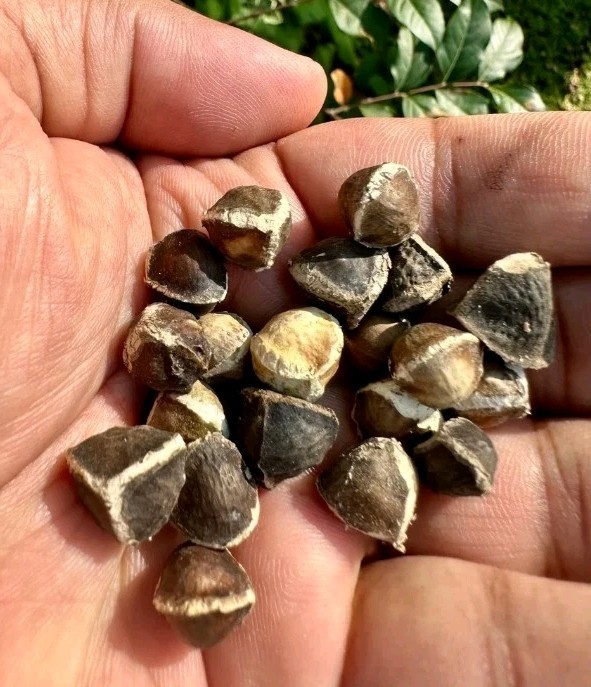 Jamaica Meringue bush
