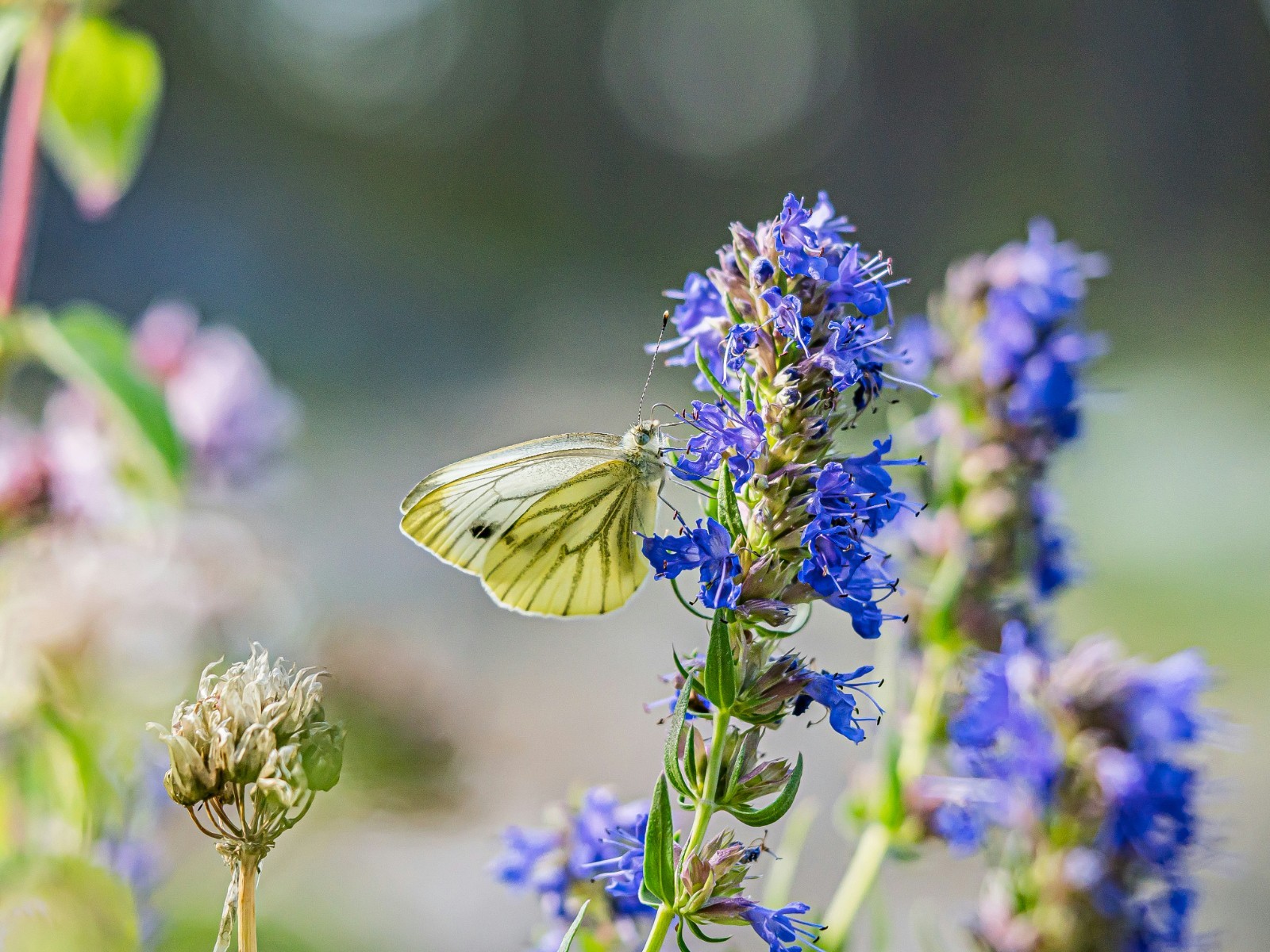Hyssop Seeds (Hyssopus officinalis) – 2g Pack, Approx. 1800 Seeds