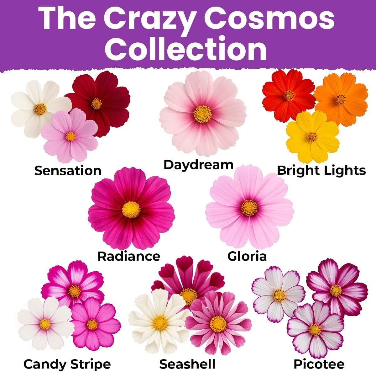 CRAZY COSMOS SEEDS 50+- count~pollinator~mixed colors~fast growing
