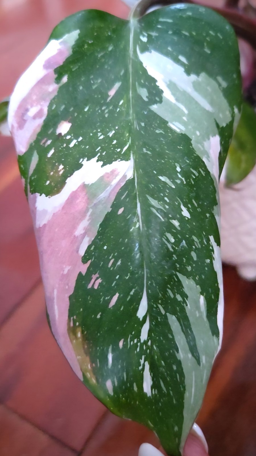 Rare Philodendron Scarlet Princess 16″ Tall Multi Branch Not Anthurium Monstera