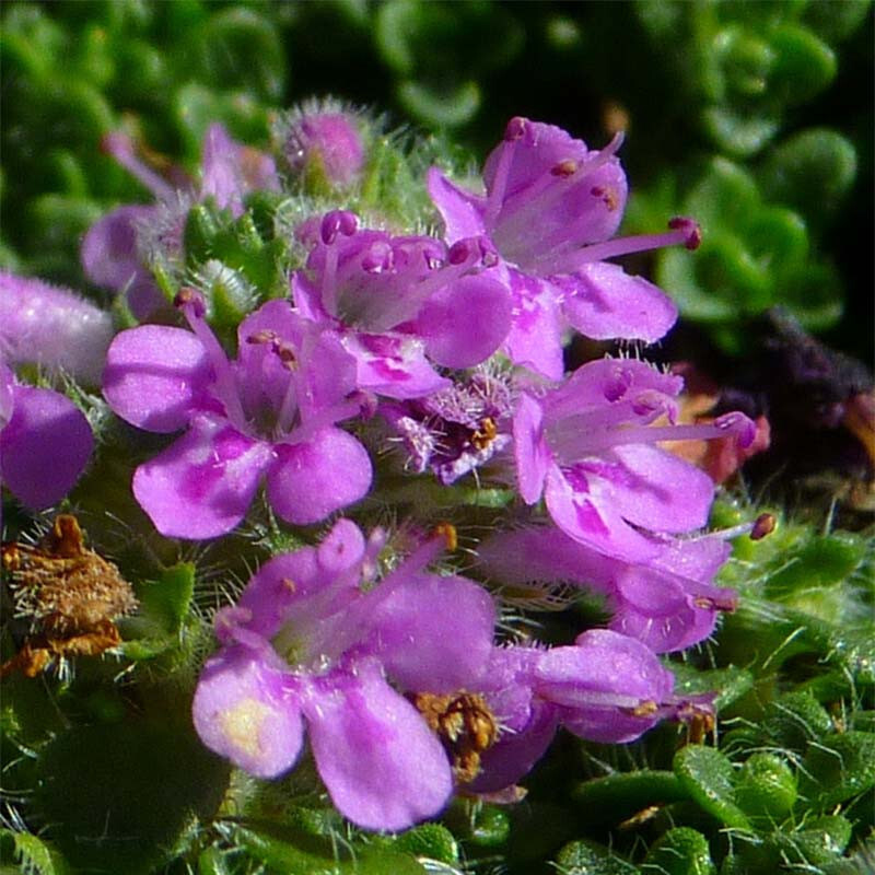 Elfin Thyme Thymus 25 Plants in 3-1/2 inch Pots