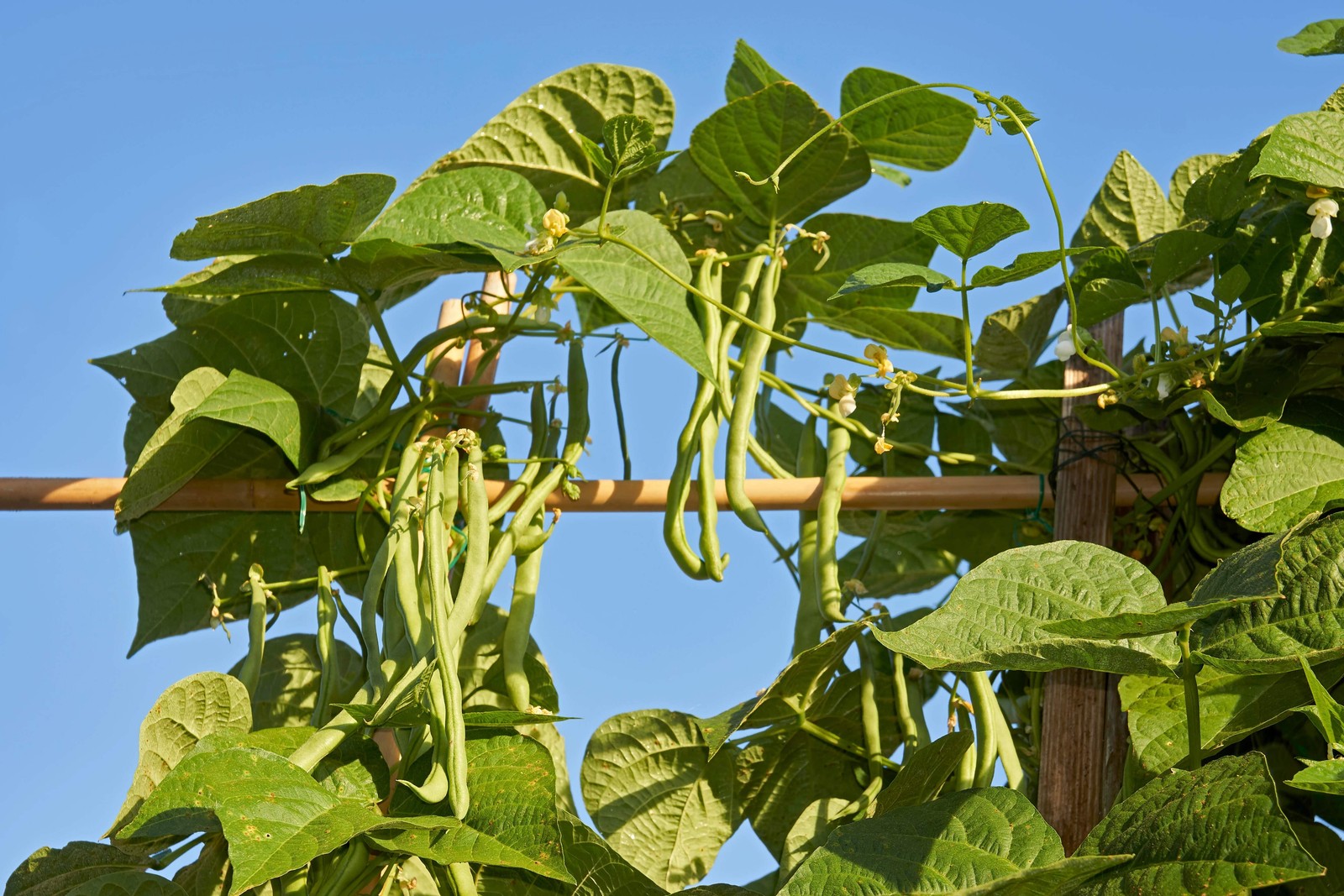 50 FRENCH Blue Lake POLE BEAN Phaseolus Vulgaris Vegetable Seeds