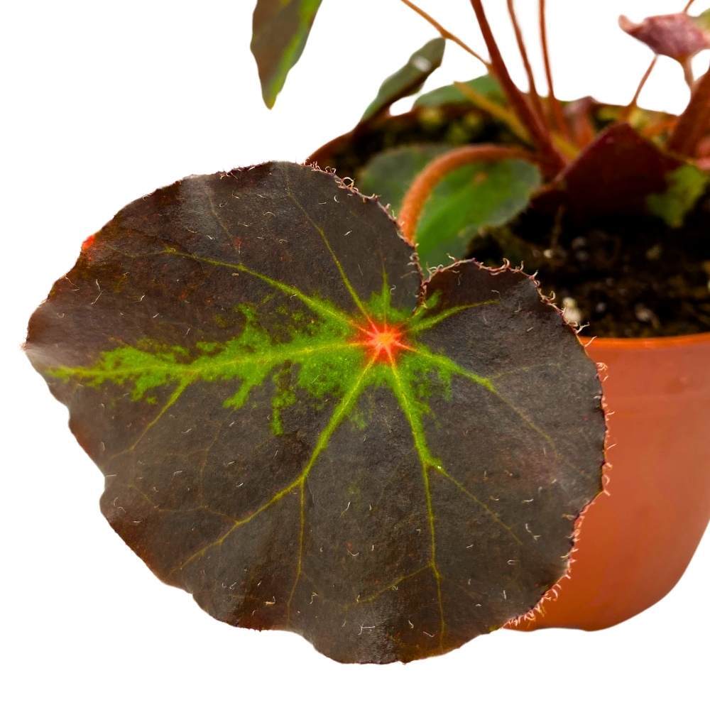 Begonia Boyfriend, 4 inch Rhizomatous Rhizo Dark Purple Green Streaks Red Dot