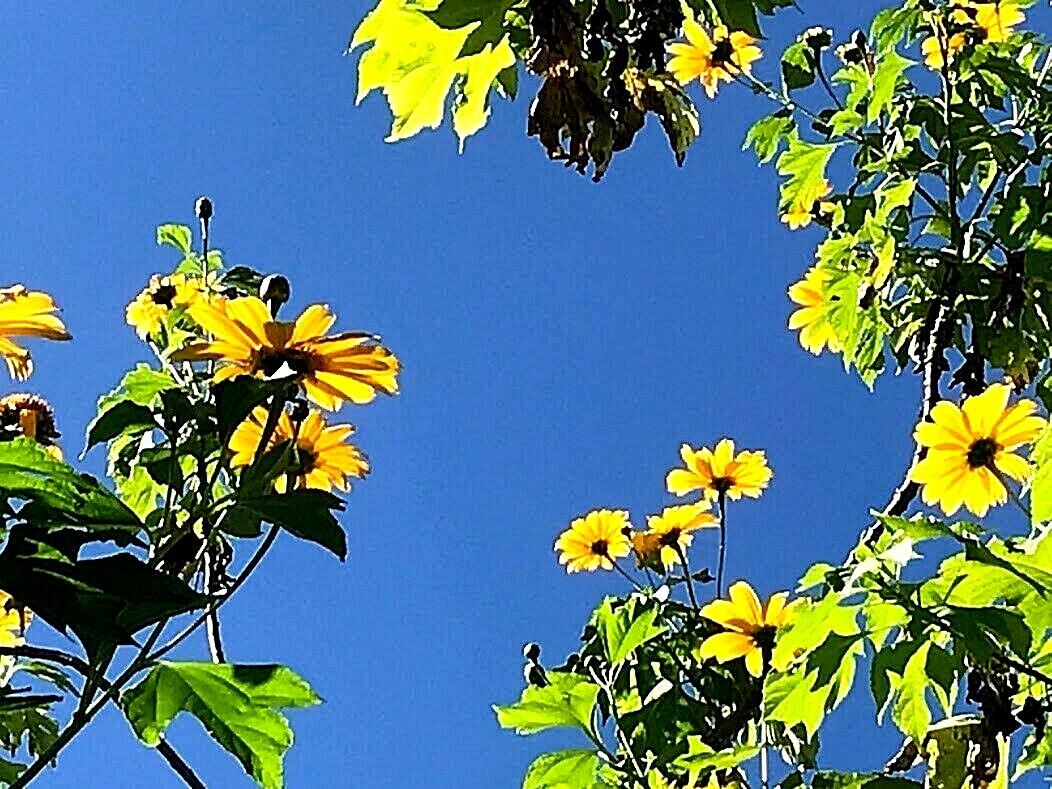 4 Live Rooted Cuttings Yellow Mexican Sunflower Tithonia diversifolia.
