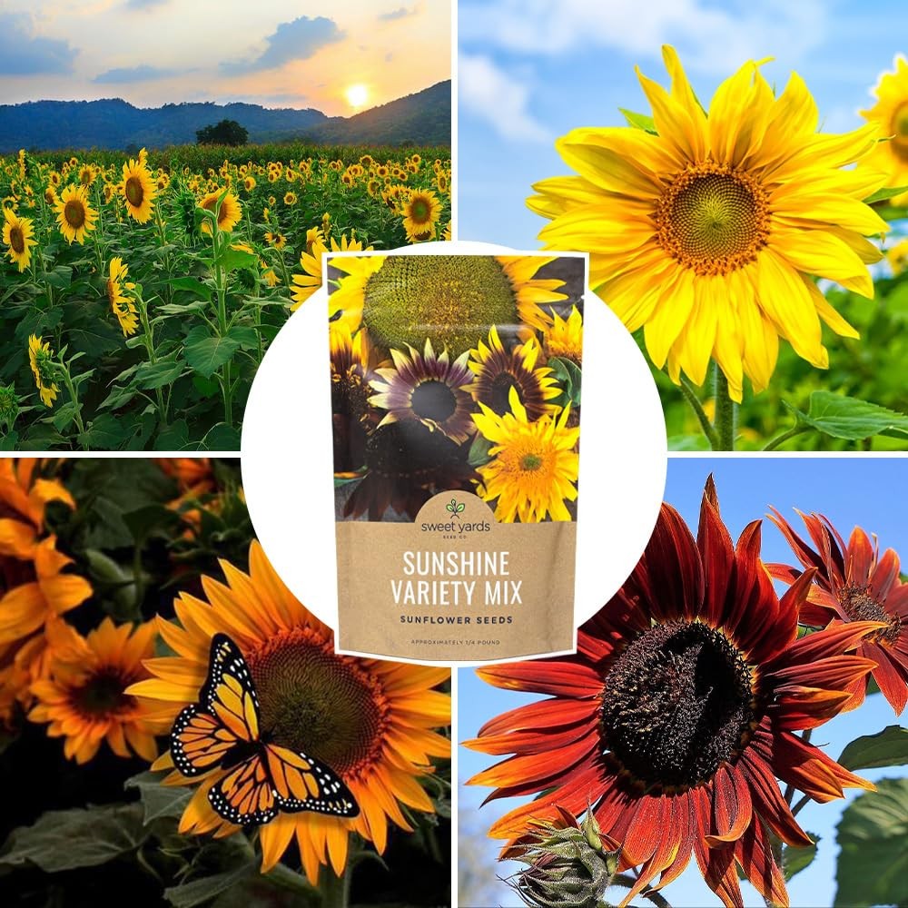 Bulk Sunflower Seeds – Variety Mix 10 Types of Beautiful Sunflowers – 1/4 Pou…
