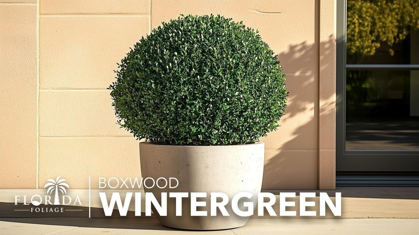 Winter Green Korean Boxwood – Live Plants – Buxus Microphylla – Fast Growing…