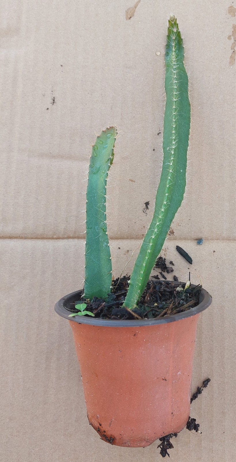 Two(2) Yellow Dragon Fruit, Selenicereus megalanthus,Rooted Live Plants in a Pot