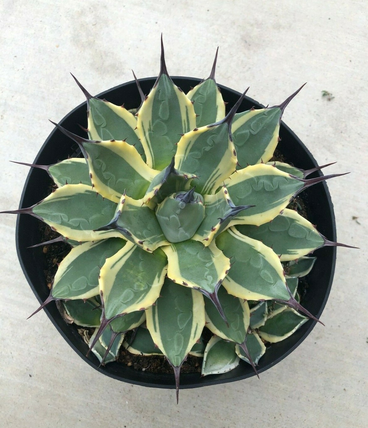 Agave ‘Cream Spike’, Currently In 8” Container