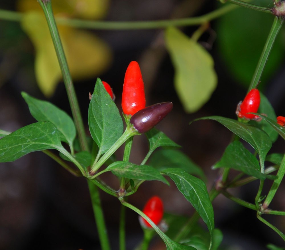 🌱NEW! Mexican Heirloom Chili Pequin Hot Pepper 20+ Seeds