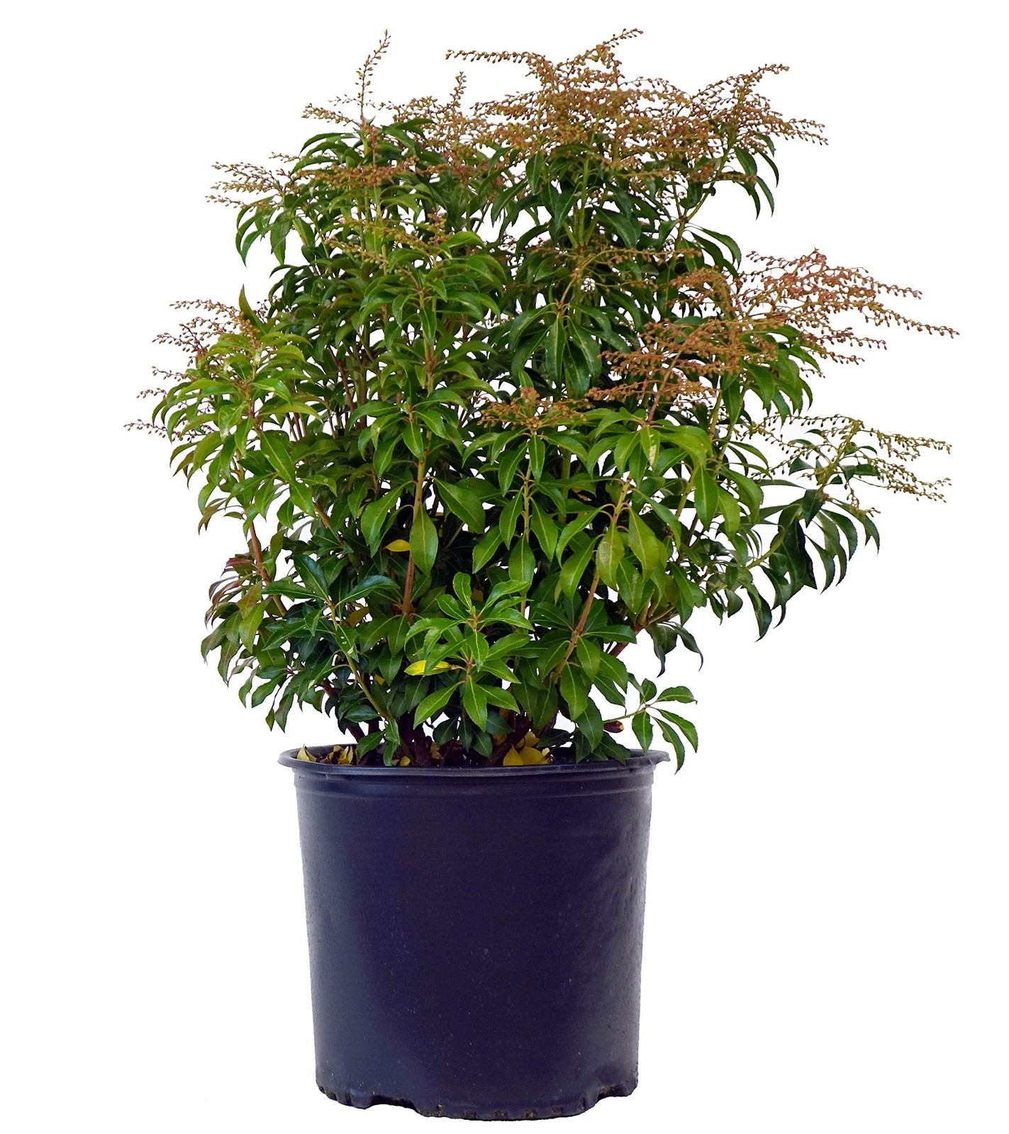 Green Promise Farms Pieris Japonica Dorothy Wycoff Andromeda Evergreen 3-Size