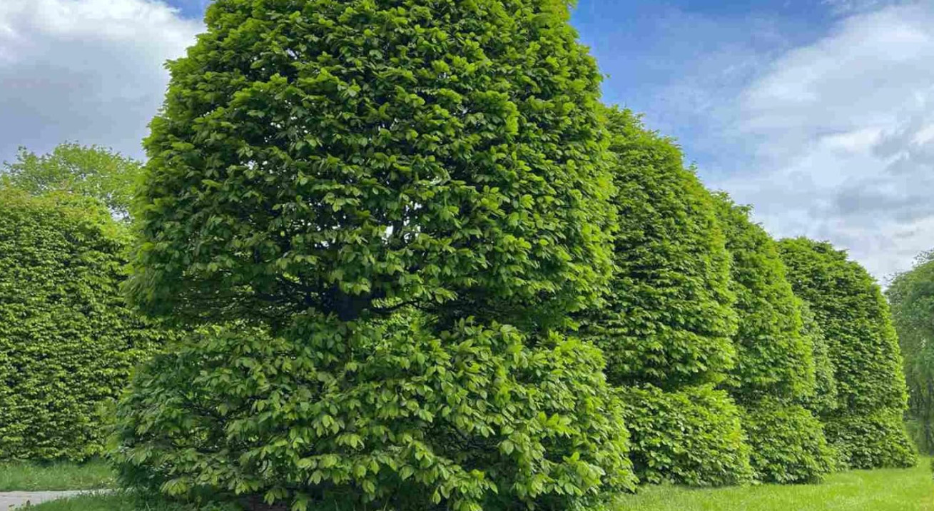2 Live American Hornbeam Plant – 12” Tall – 4” Pot – Native Shade Tree