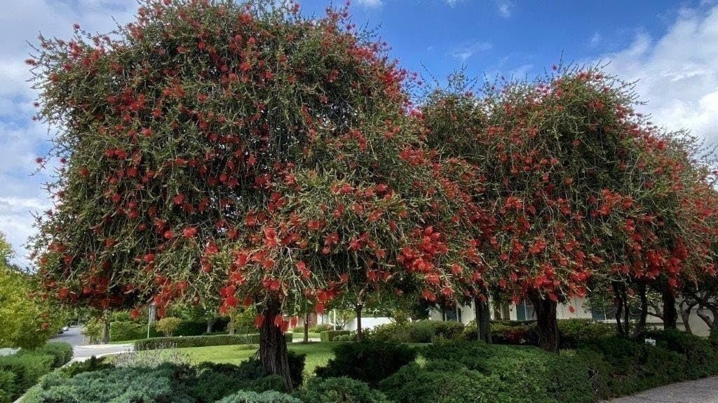 Bottlebrush Red Cluster | Quart | Callistemon citrinus | Low Maintenance | Hardy