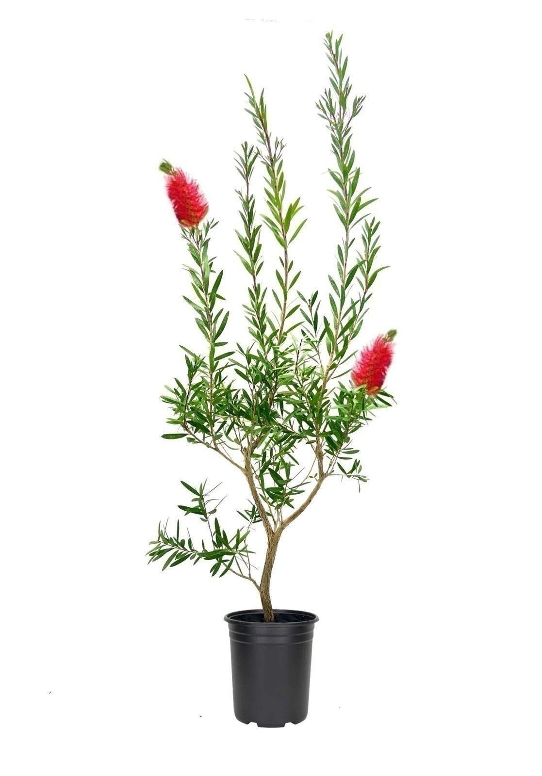 Bottlebrush Red Cluster | Quart | Callistemon citrinus | Low Maintenance | Hardy