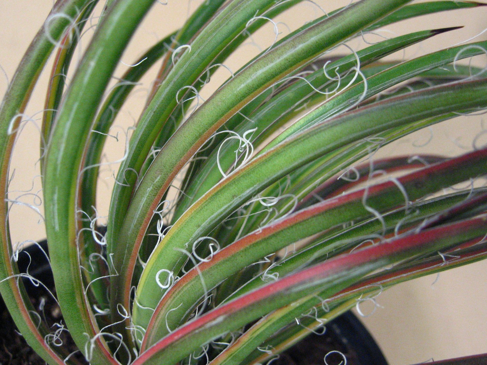 Agave “Leopoldii II” Marginata Aurea — Rare Succulent
