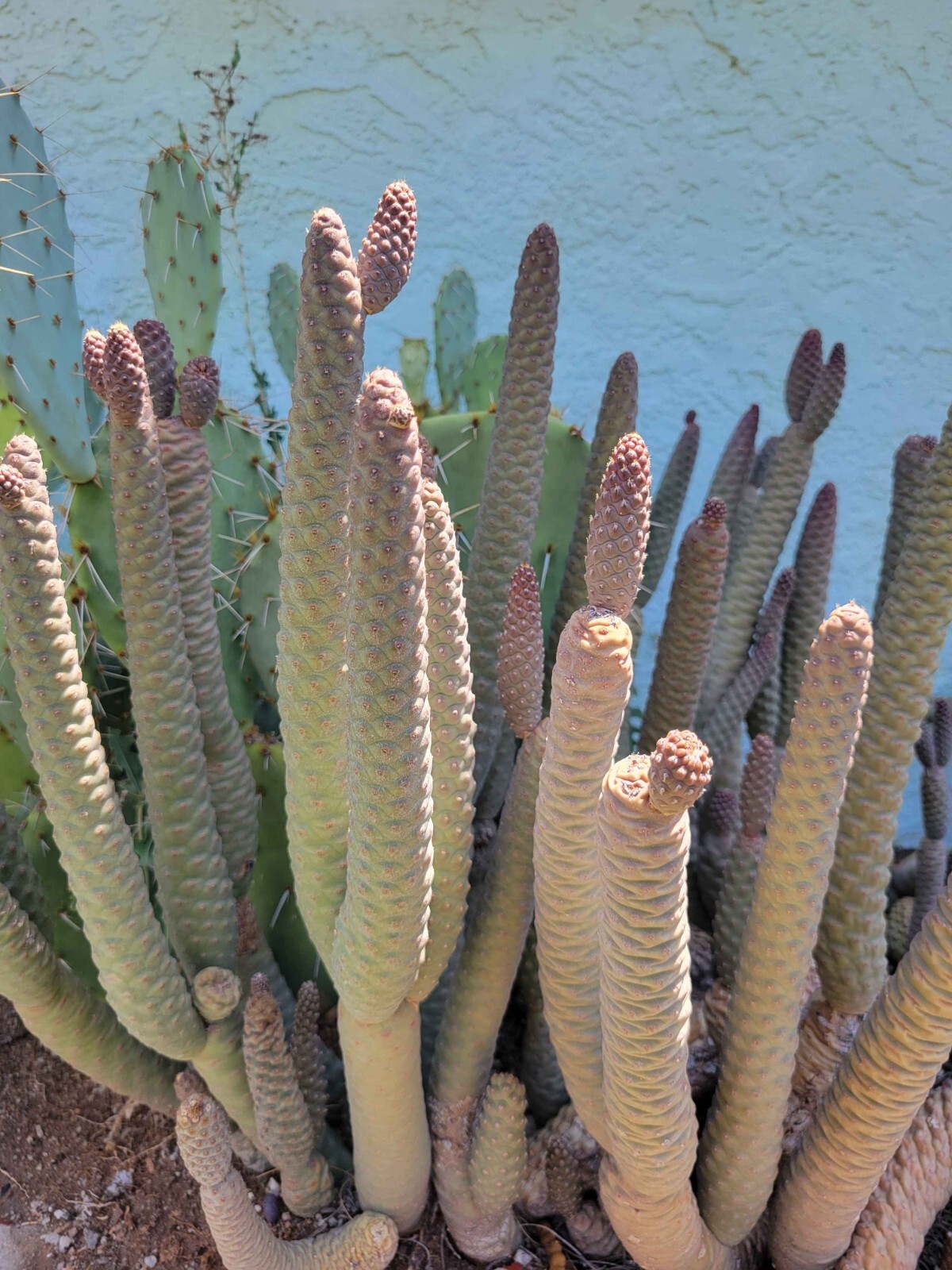 Tephrocactus articulatus – Pinecone Cactus Cutting – Buy 2 Get 1 Free