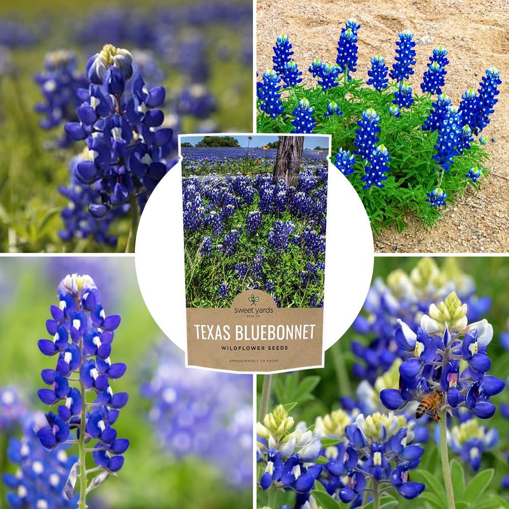 Texas Bluebonnet Wildflower Seeds – Bulk 1/4 Pound Bag – Over Pound, Blue