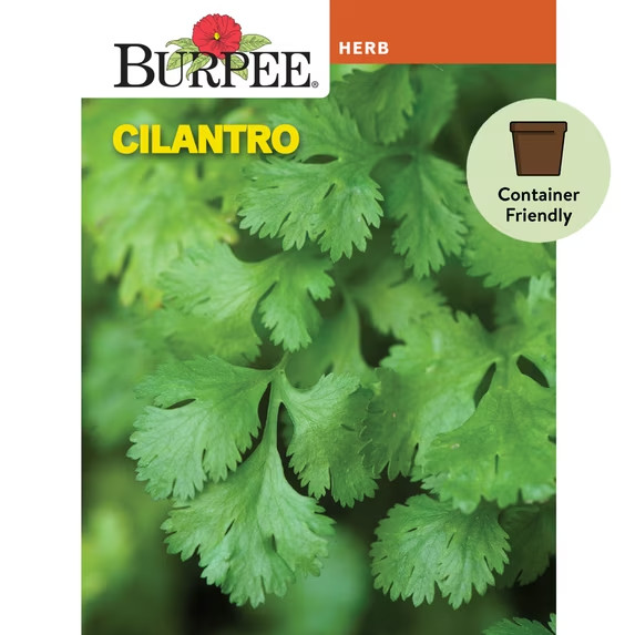 Burpee Common Cilantro Herb Seed Annual Container Friendly Full Sun Seeds Packet