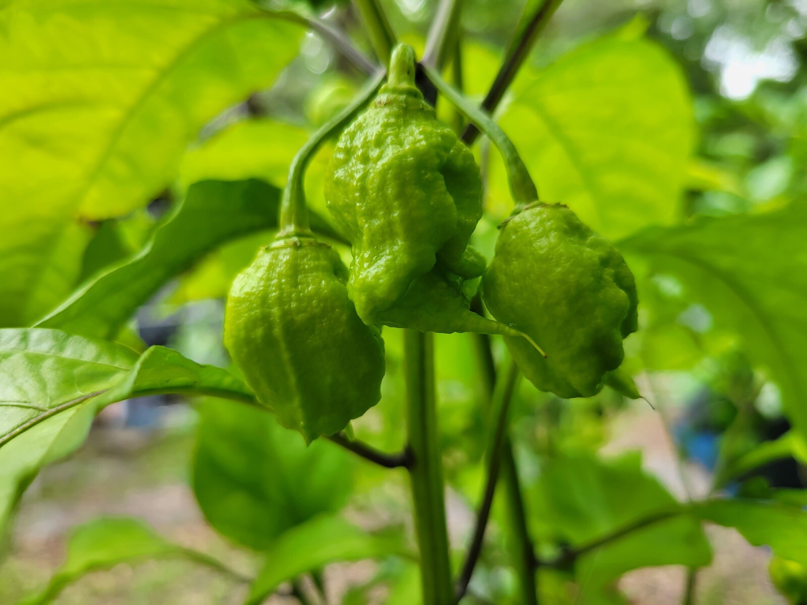 25+ Carolina Reaper Seeds – Heirloom – Organic – USA Seller