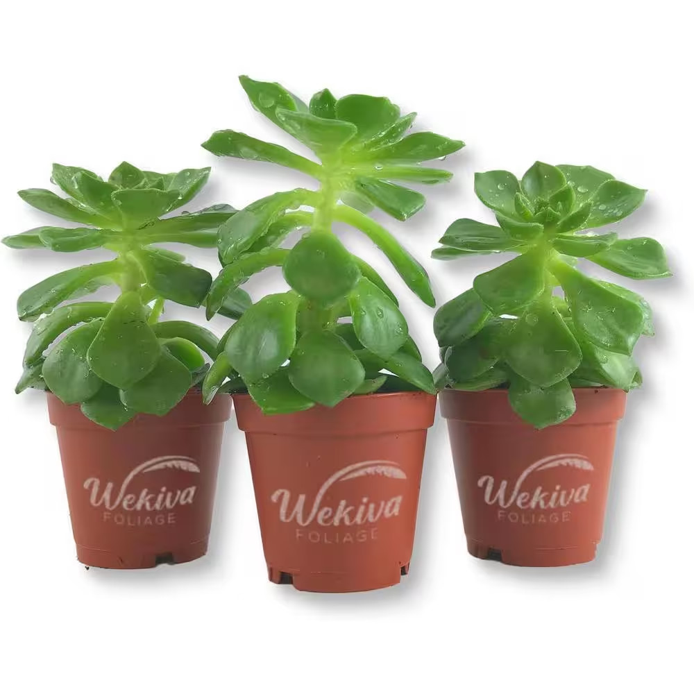 Echeveria Letizia-3 Live Starter Plants in 2 In. Growers Pots-Rare and Colorful