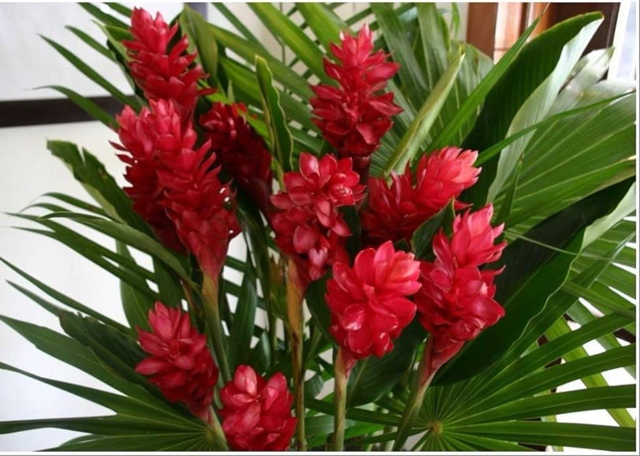 Hawaiian Red Ginger-Alpinia Purpurata- SMALL ROOTED STARTER Plant